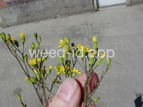 nipplewort